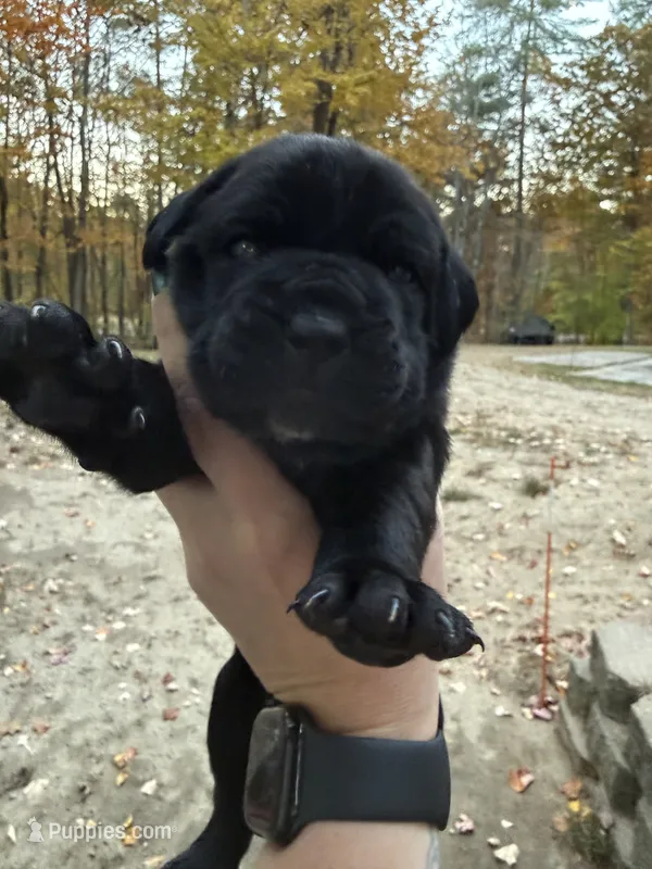 Black collar, a female Cane Corso for sale in Shapleigh, ME – 1 of 8