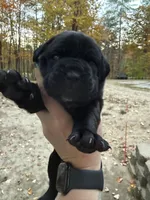 Black collar, a female Cane Corso for sale in Shapleigh, ME – 1 of 8