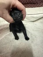 Female 3, a female Cane Corso for sale in Shapleigh, ME – 2 of 4