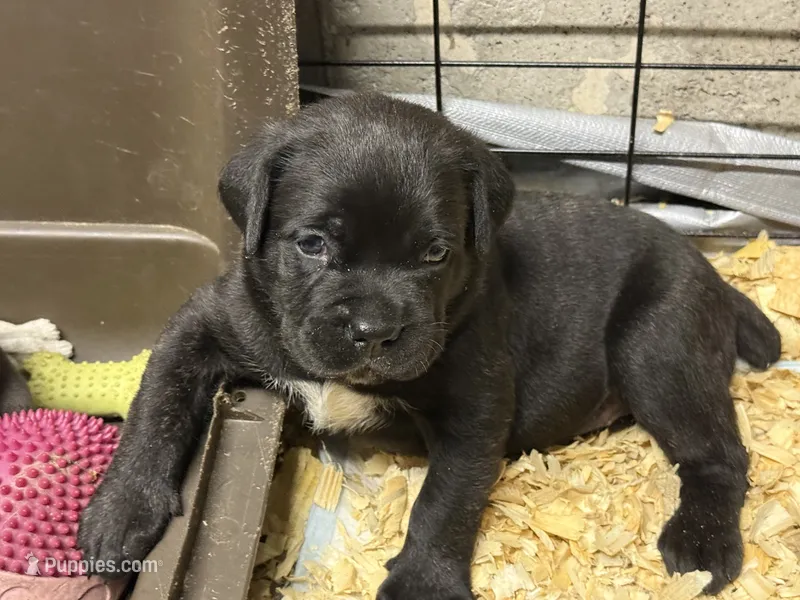 Pink – Cane Corso puppy for sale in Shapleigh, ME