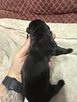 Female 3, a female Cane Corso for sale in Shapleigh, ME – 3 of 4
