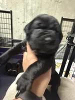 Black collar, a female Cane Corso for sale in Shapleigh, ME – 4 of 8