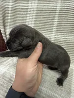 Red , a male Cane Corso for sale in Shapleigh, ME – 5 of 6