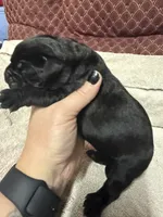 Male3, a female Cane Corso for sale in Shapleigh, ME – 4 of 4