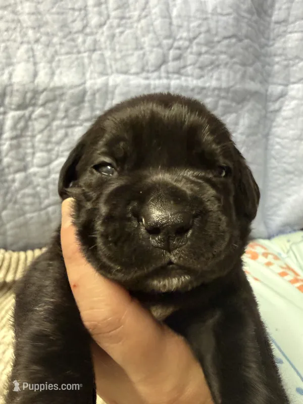 Pink – Cane Corso puppy for sale in Shapleigh, ME