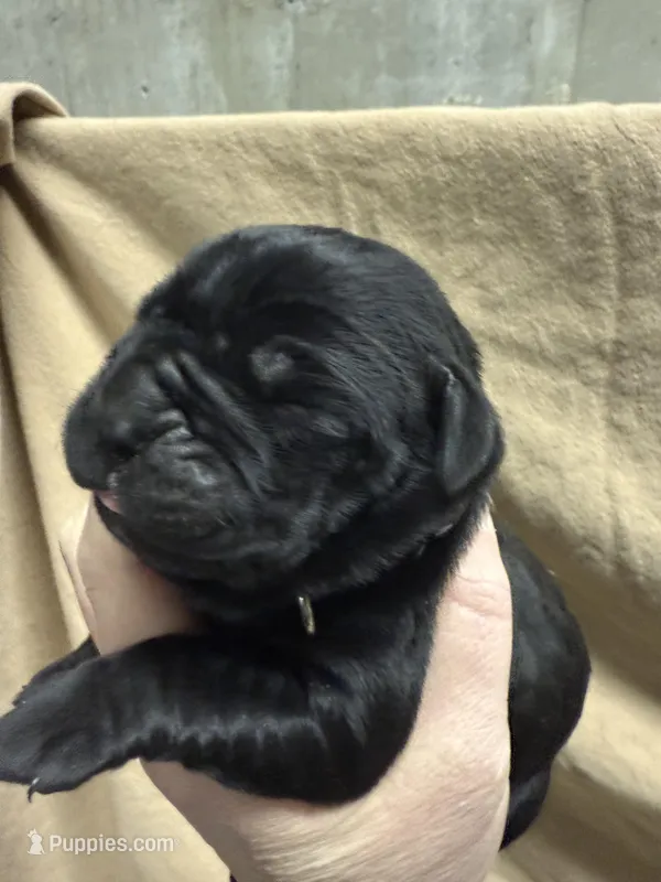 Black  – Cane Corso puppy for sale in Shapleigh, ME