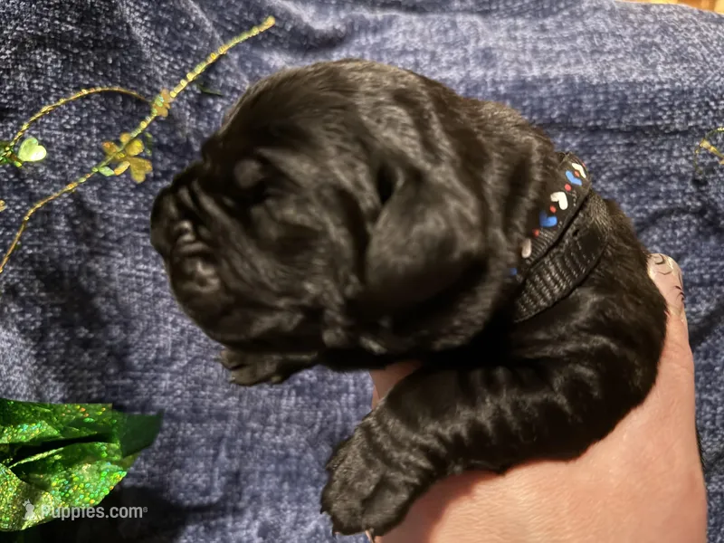 Black  – Cane Corso puppy for sale in Shapleigh, ME