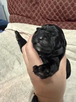 Female 2, a female Cane Corso for sale in Shapleigh, ME – 5 of 5