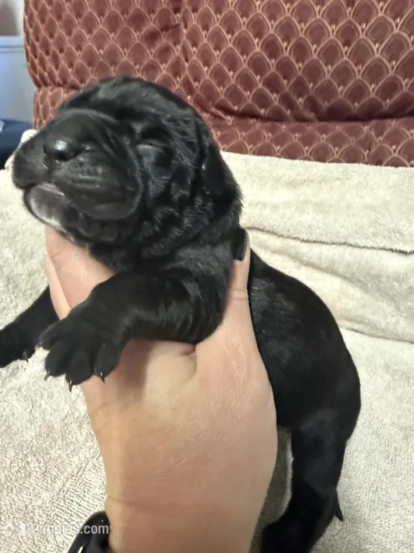 Male3 – Cane Corso puppy for sale in Shapleigh, ME