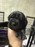 Black collar, a female Cane Corso for sale in Shapleigh, ME – 6 of 8