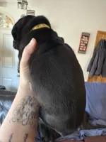Yellow, a male Cane Corso for sale in Shapleigh, ME – 3 of 9