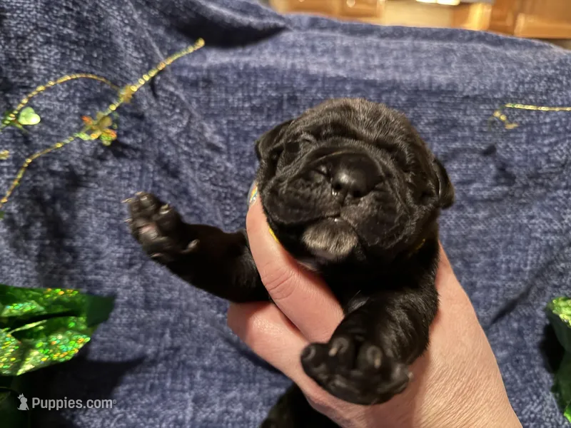 Yellow – Cane Corso puppy for sale in Shapleigh, ME