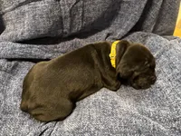 Yellow, a male Cane Corso for sale in Shapleigh, ME – 4 of 9