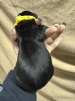 Yellow, a male Cane Corso for sale in Shapleigh, ME – Photo 3 of 8