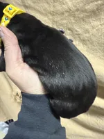 Yellow, a male Cane Corso for sale in Shapleigh, ME – Photo 6 of 8