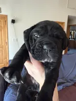 Yellow, a male Cane Corso for sale in Shapleigh, ME – 5 of 9