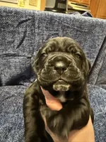 Yellow, a male Cane Corso for sale in Shapleigh, ME – 7 of 9