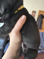 Yellow, a male Cane Corso for sale in Shapleigh, ME – 2 of 9