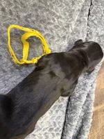 Yellow, a male Cane Corso for sale in Shapleigh, ME – Photo 8 of 8