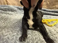 Yellow, a male Cane Corso for sale in Shapleigh, ME – Photo 7 of 8