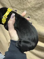 Yellow, a male Cane Corso for sale in Shapleigh, ME – Photo 5 of 8