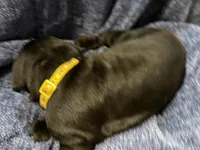 Yellow, a male Cane Corso for sale in Shapleigh, ME – 8 of 9
