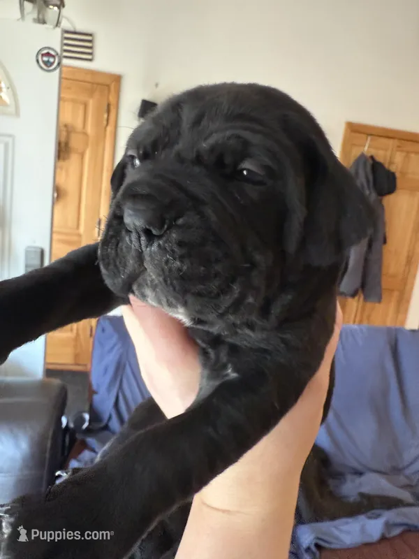 Yellow – Cane Corso puppy for sale in Shapleigh, ME