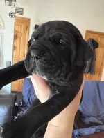 Yellow, a male Cane Corso for sale in Shapleigh, ME – 1 of 9