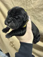 Yellow, a male Cane Corso for sale in Shapleigh, ME – Photo 4 of 8