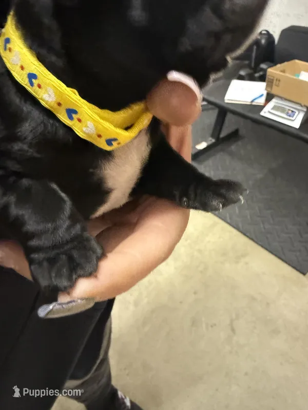 Yellow – Cane Corso puppy for sale in Shapleigh, ME