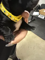 Yellow, a male Cane Corso for sale in Shapleigh, ME – Photo 1 of 8