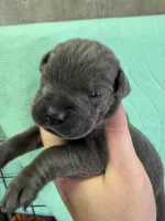 Red , a male Cane Corso for sale in Shapleigh, ME – 4 of 6