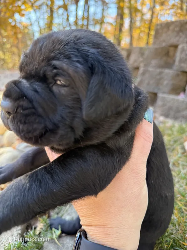 Light pink collar – Cane Corso puppy for sale in Shapleigh, ME