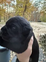 Blue collar, a female Cane Corso for sale in Shapleigh, ME – 2 of 6
