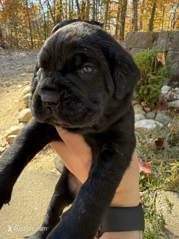 Dark pink – Cane Corso puppy for sale in Shapleigh, ME