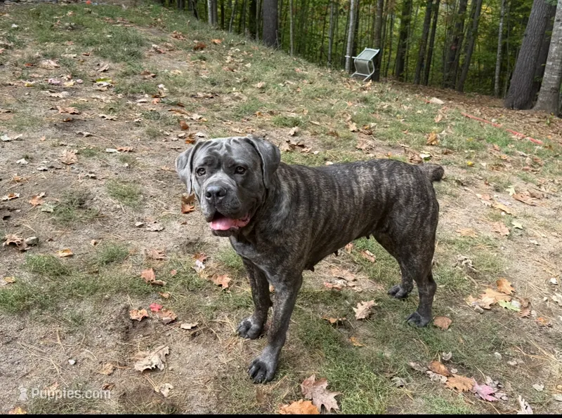 Pink – Cane Corso puppy for sale in Shapleigh, ME
