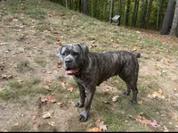 Pink, a female Cane Corso for sale in Shapleigh, ME – 3 of 9