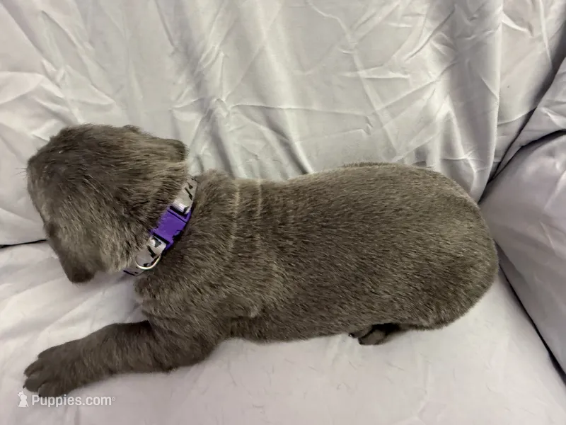 Purple – Cane Corso puppy for sale in Shapleigh, ME