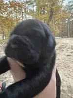 Purple, a female Cane Corso for sale in Shapleigh, ME – 3 of 9
