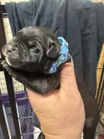 Light blue, a male Cane Corso for sale in Shapleigh, ME – 4 of 6