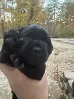 Dark pink, a female Cane Corso for sale in Shapleigh, ME – 5 of 8