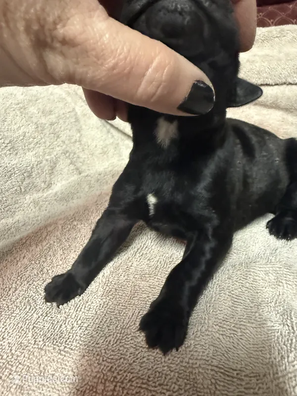 Male2 – Cane Corso puppy for sale in Shapleigh, ME
