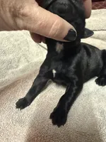 Male2, a female Cane Corso for sale in Shapleigh, ME – 1 of 4