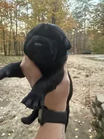 Orange collar, a female Cane Corso for sale in Shapleigh, ME – 5 of 8