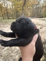 Red collar, a female Cane Corso for sale in Shapleigh, ME – 3 of 8