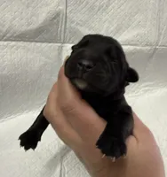 Pink, a female Cane Corso for sale in Shapleigh, ME – 8 of 9