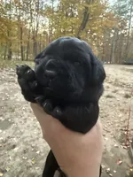 Dark pink, a female Cane Corso for sale in Shapleigh, ME – 1 of 8