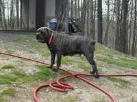 Dark pink, a female Cane Corso for sale in Shapleigh, ME – 8 of 9