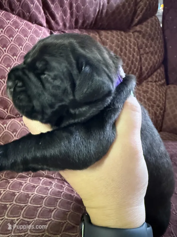 Purple, a female Cane Corso for sale in Shapleigh, ME – 1 of 9