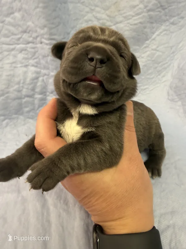 Blue – Cane Corso puppy for sale in Shapleigh, ME